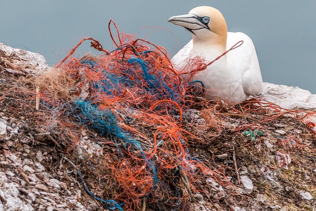 Deutschland plant neue Maßnahmen zur Reduzierung von Plastikmüll