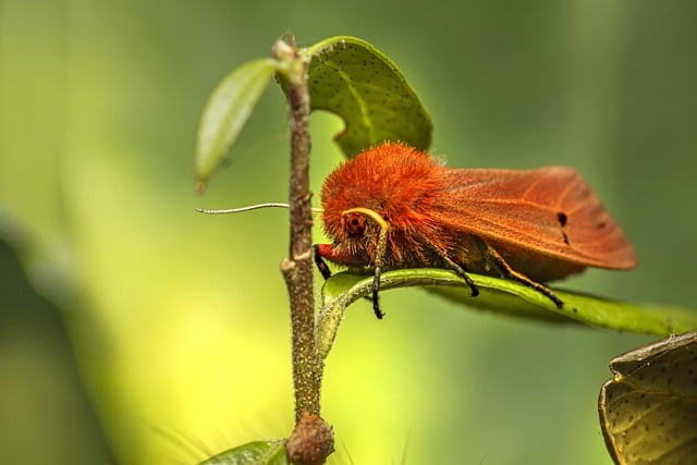 Wunschvorstellungen und Metamorphose im Gaming